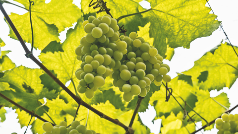Dia Nacional do Vinho: a força da vitivinicultura no Brasil